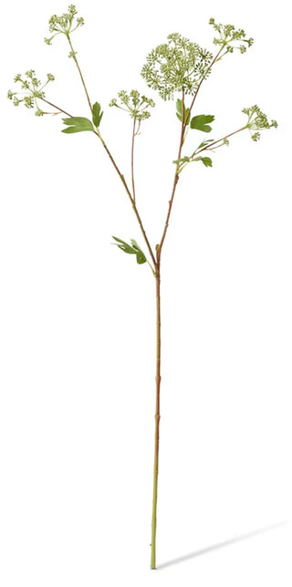 Angelica Garden Seeding Spray