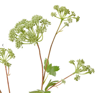 Angelica Garden Seeding Spray