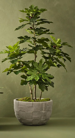 Fig Tree
