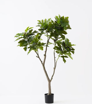 Fig Tree