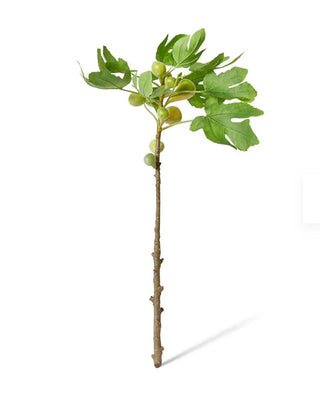 Fig Leaf Branch