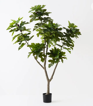 Fig Tree