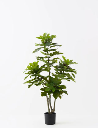 Fig Tree