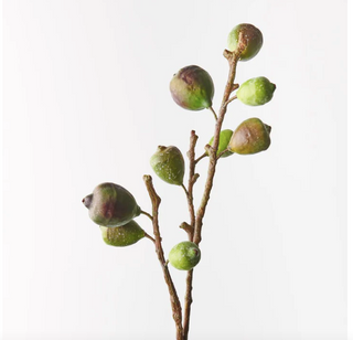 Fig Spray