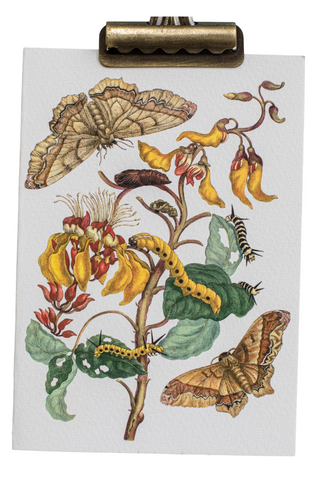 Maria Sibylla Botanical Card Set (Set of 10)