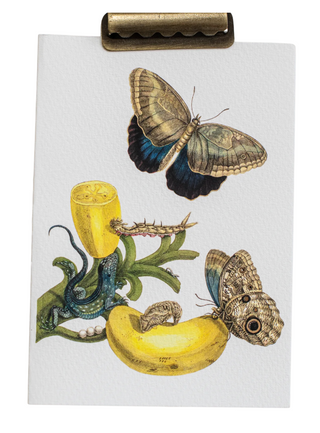 Maria Sibylla Botanical Card Set (Set of 10)