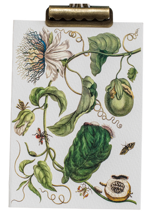 Maria Sibylla Botanical Card Set (Set of 10)