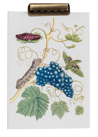 Maria Sibylla Botanical Card Set (Set of 10)