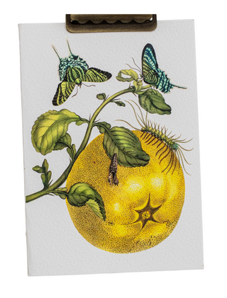 Maria Sibylla Botanical Card Set (Set of 10)
