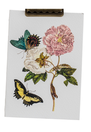 Maria Sibylla Botanical Card Set (Set of 10)
