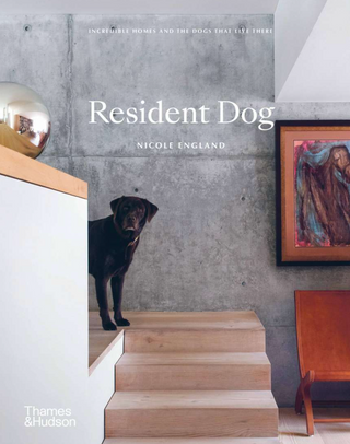Resident Dog