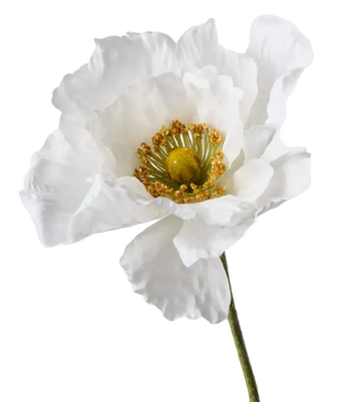 White Poppy