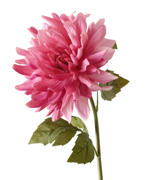 Fuchsia Dahlia