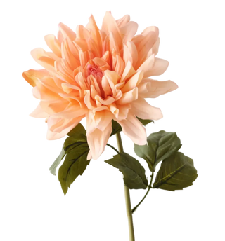 Peach Dahlia