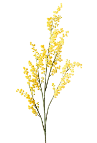 Wattle Spray