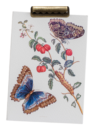 Maria Sibylla Botanical Card Set (Set of 10)