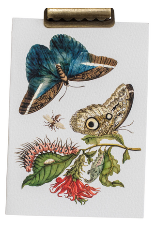 Maria Sibylla Botanical Card Set (Set of 10)