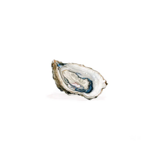Oysters - Sarah Smith