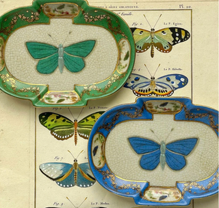 Entomologie Dish Petit
