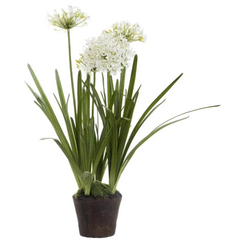 White Agapanthus