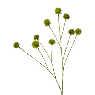 Echinops Ritro Spray - Green
