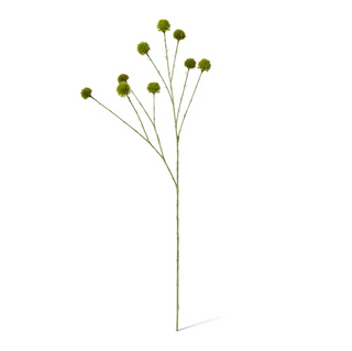 Echinops Ritro Spray - Green